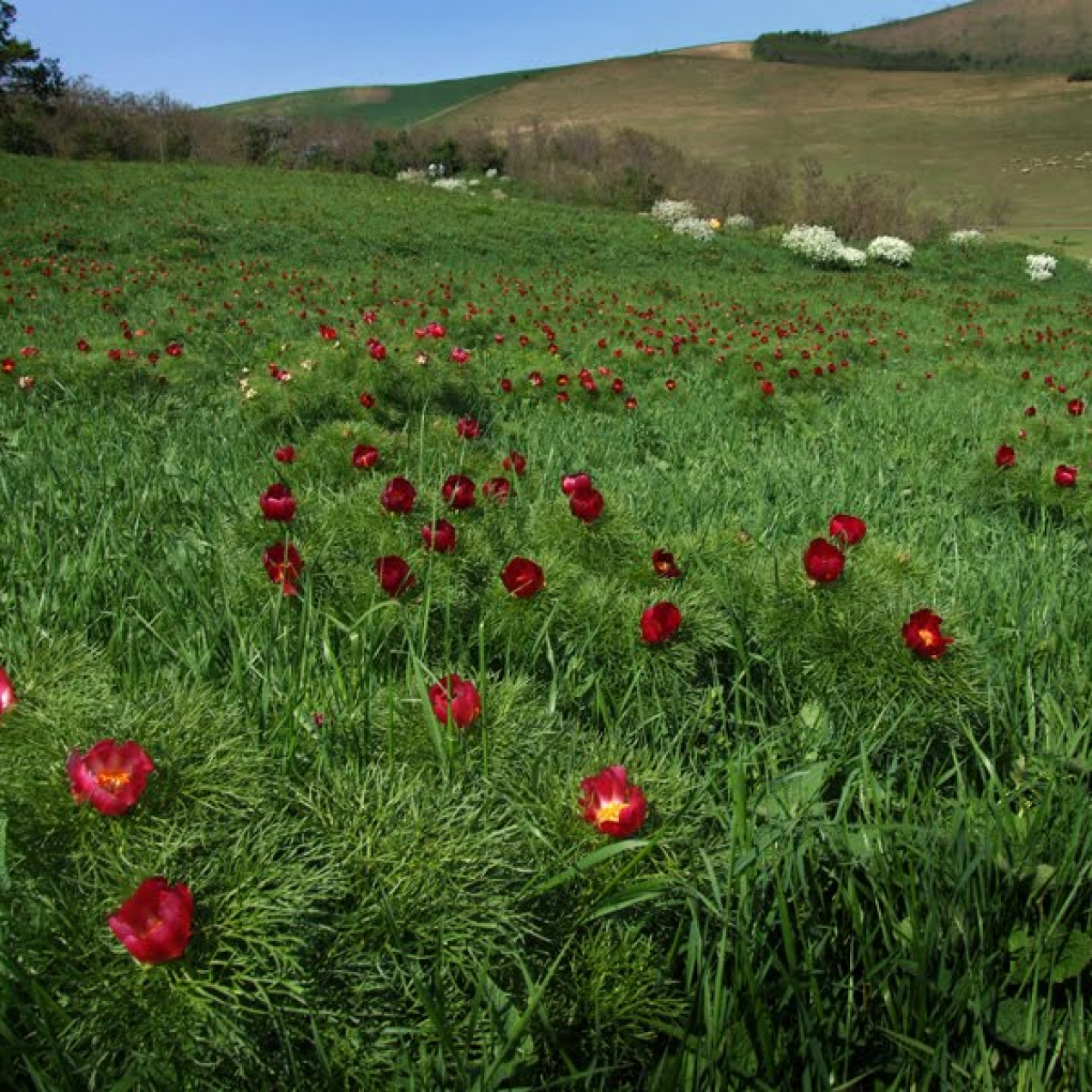 Tinutul bujorilor de stepa, un loc unic in Romania si Europa